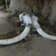 Mammoth skull and tusks found in the pitfall.